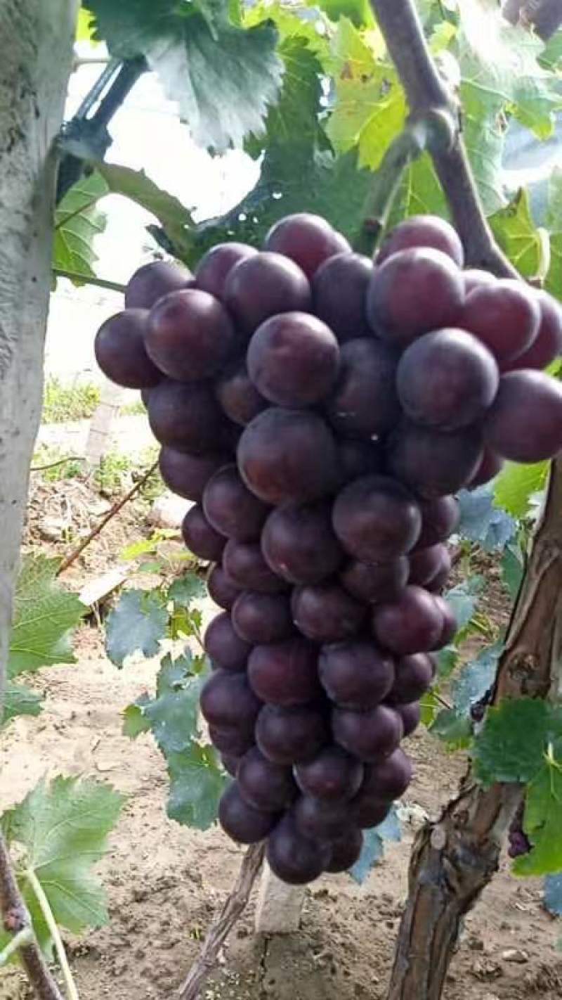 辽宁营口鲅鱼圈区巨峰葡萄，图片实图，果粒饱满，上色均匀。