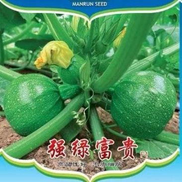 西葫芦种子翠绿富贵翠绿色靓丽圆西葫芦杂品种高产抗病