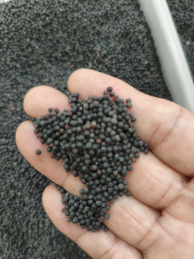 王不留行
