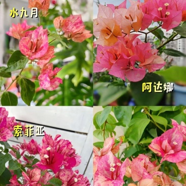 新品种三角梅彩色重瓣袋苗杯苗带土发货盆栽地栽爬藤爬墙粗苗