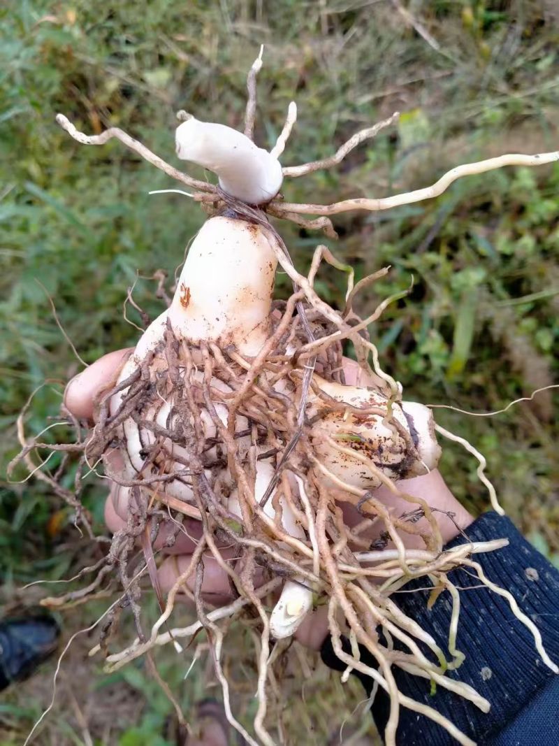 紫花三叉白芨现挖现卖！源头农户直供，省去中间商，给