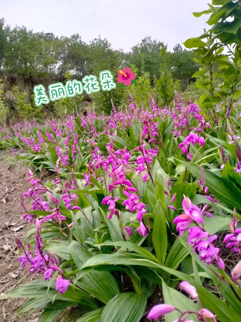 紫花三叉白芨现挖现卖！源头农户直供，省去中间商，给