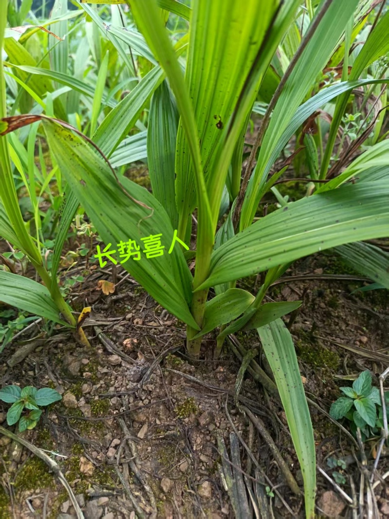紫花三叉白芨现挖现卖！源头农户直供，省去中间商，给