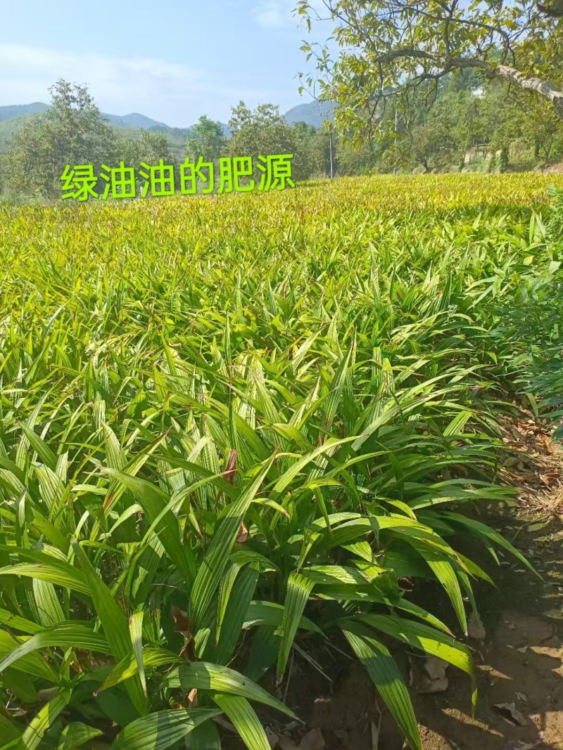 紫花三叉白芨现挖现卖！源头农户直供，省去中间商，给