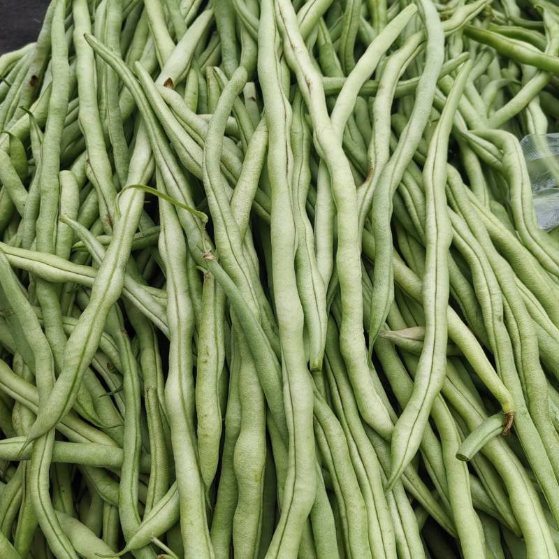 无丝豆角和白不老大量有货，产地直供