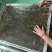 干豆角精品干豆角量大价格低