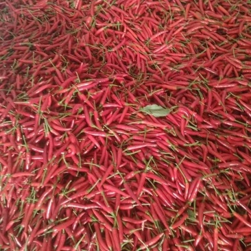 小米椒