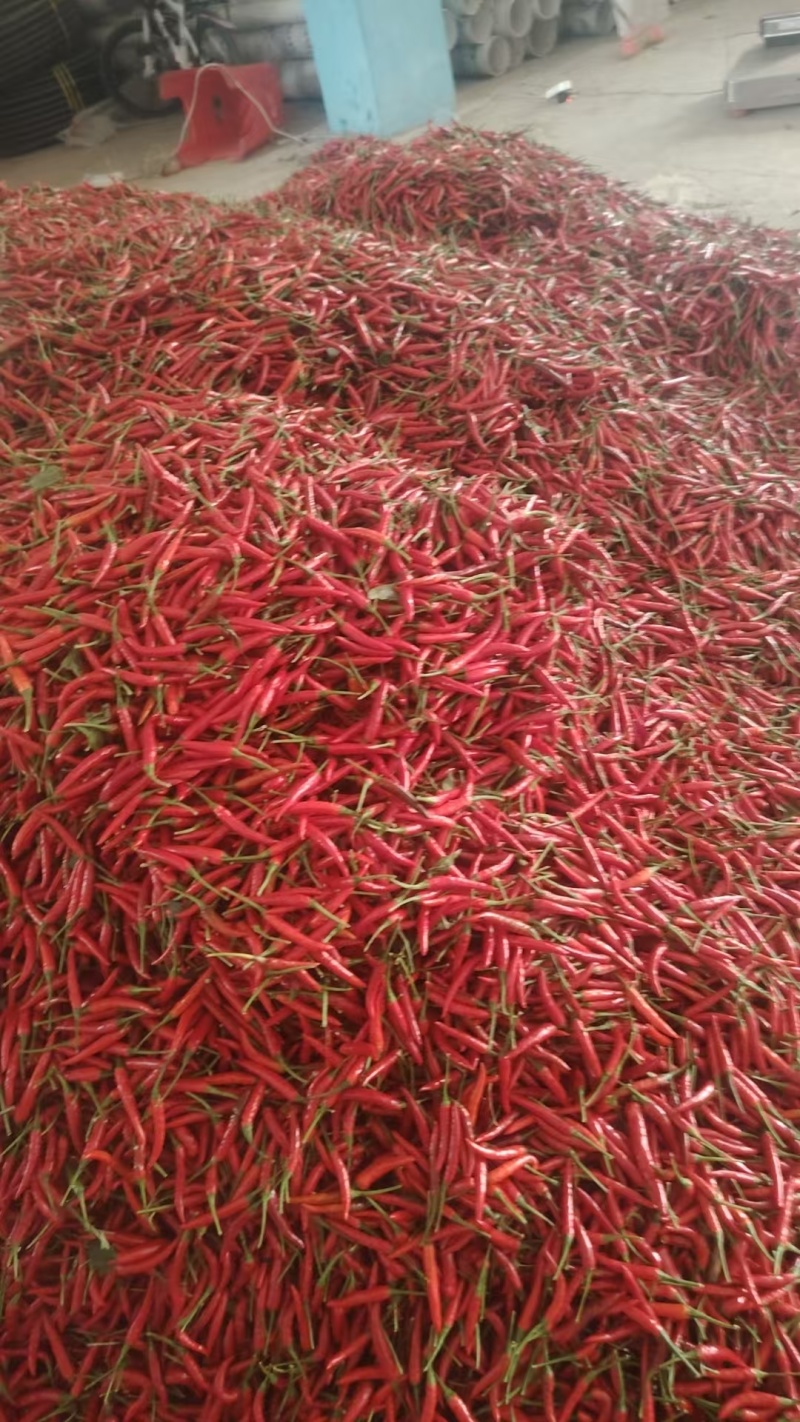 小米椒