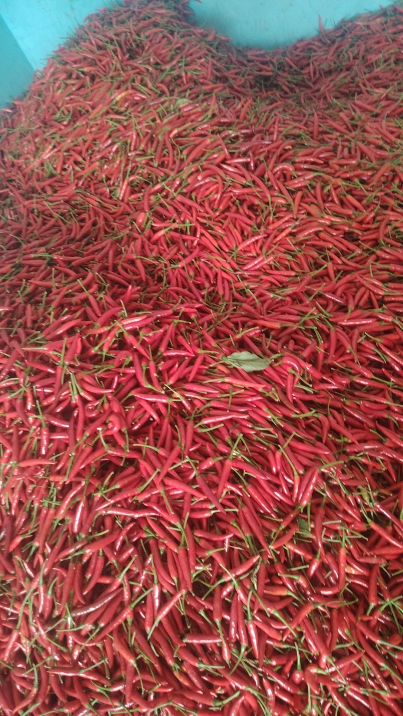 小米椒