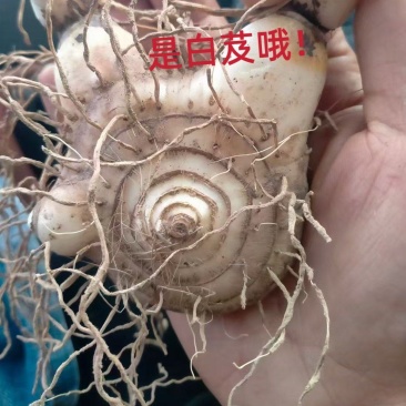 优质紫花三叉白芨现货在售，新鲜采挖、无硫加