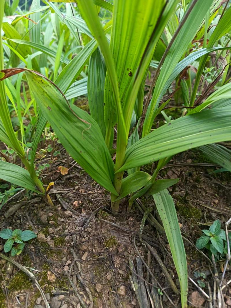优质紫花三叉白芨现货在售，新鲜采挖、无硫加