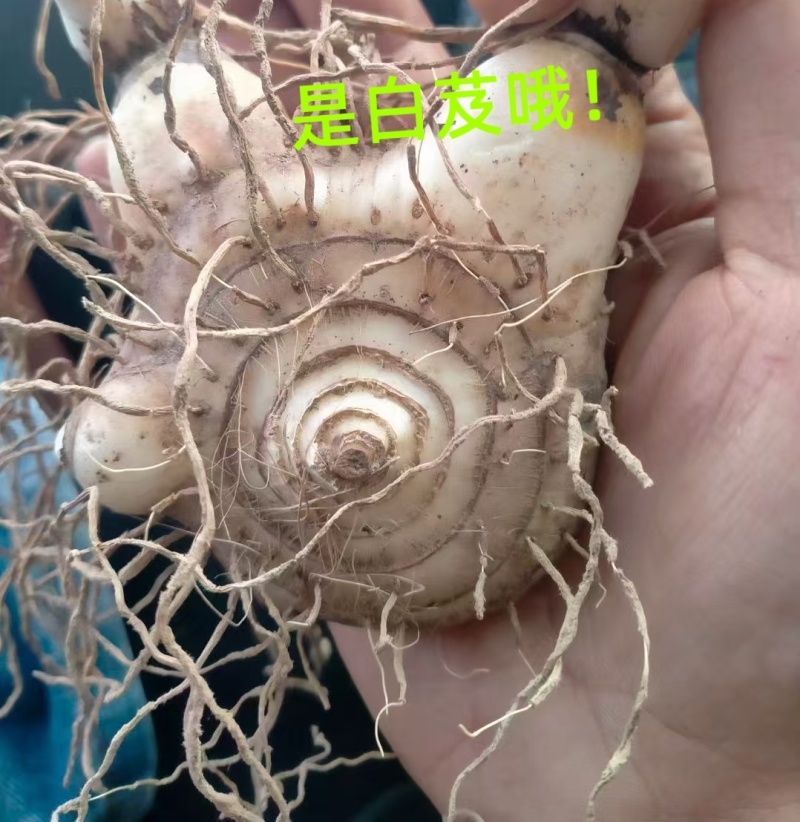 优质紫花三叉白芨现货在售，新鲜采挖、无硫加
