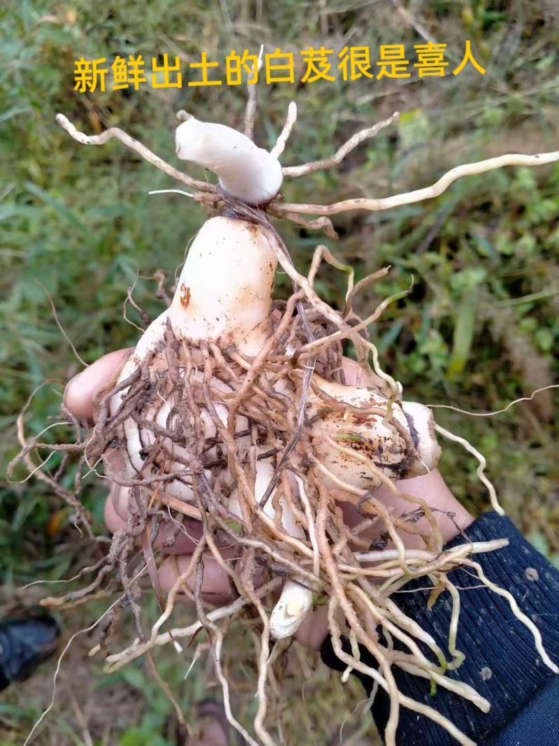优质紫花三叉白芨现货在售，新鲜采挖、无硫加