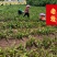 优质紫花三叉白芨现货在售，新鲜采挖、无硫加