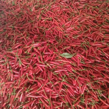 新52小米椒