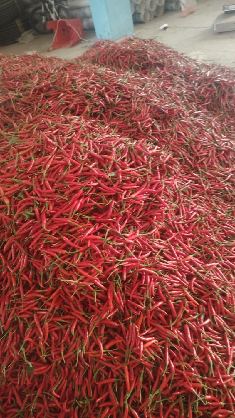 新52小米椒