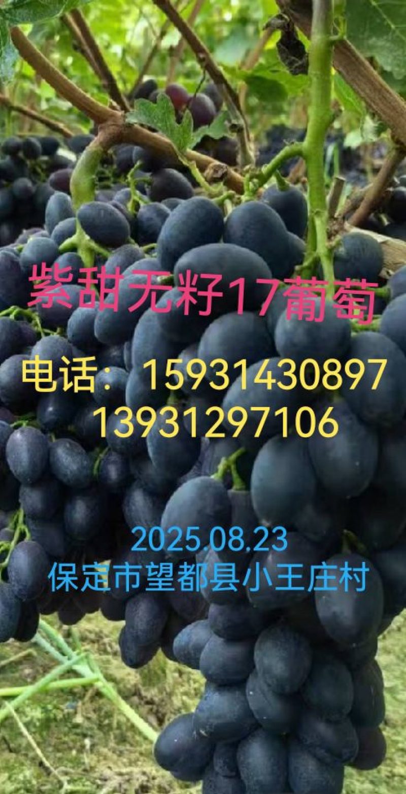 A17紫甜无核葡萄
