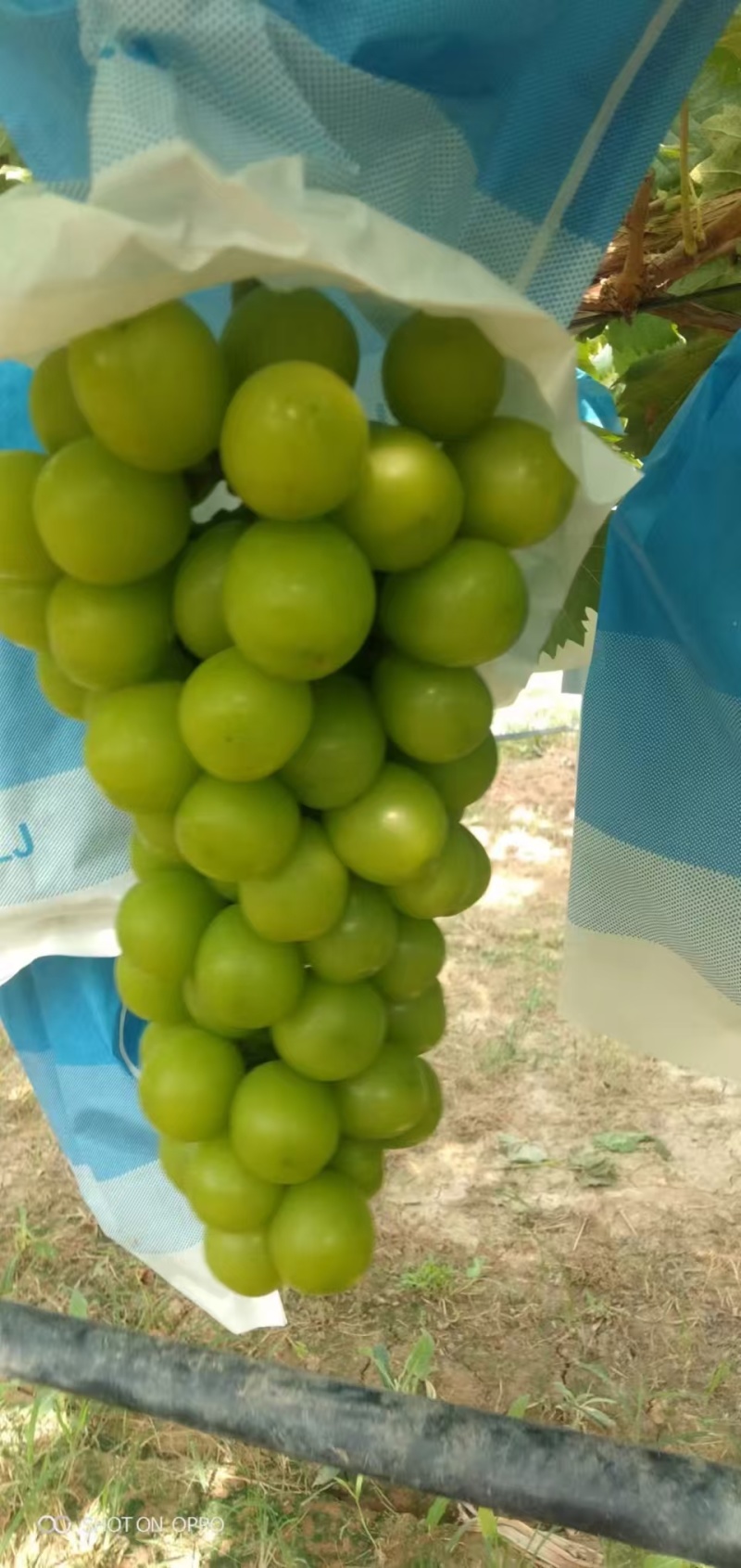 精品冷阳光玫瑰葡萄货源充足质量保证诚信经营欢迎咨询