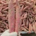 哈密，烟薯，西瓜红