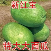 东北特大新红宝西瓜大绿双虎西瓜，一手货源，诚信经营
