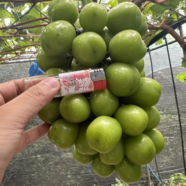 西昌冕宁阳光玫瑰产地一手货源