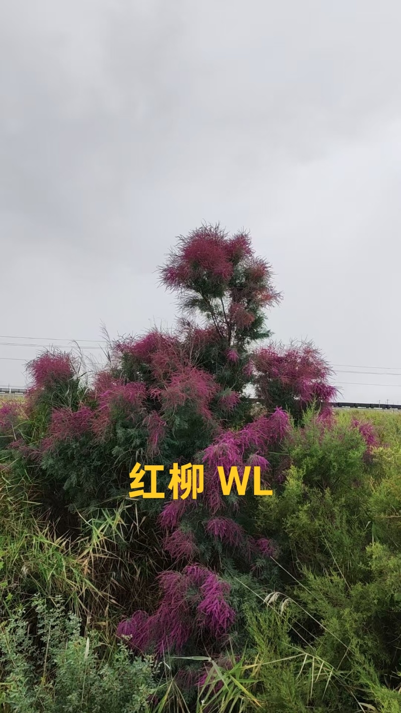 红柳种子