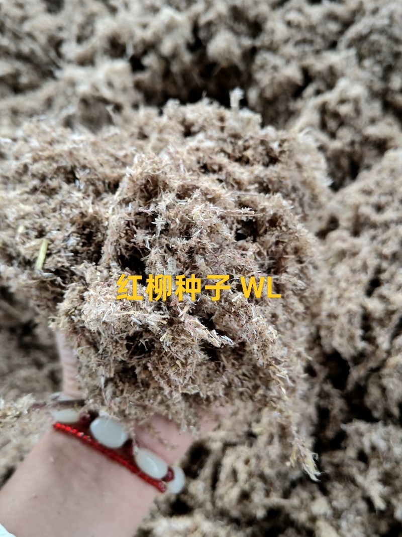 红柳种子
