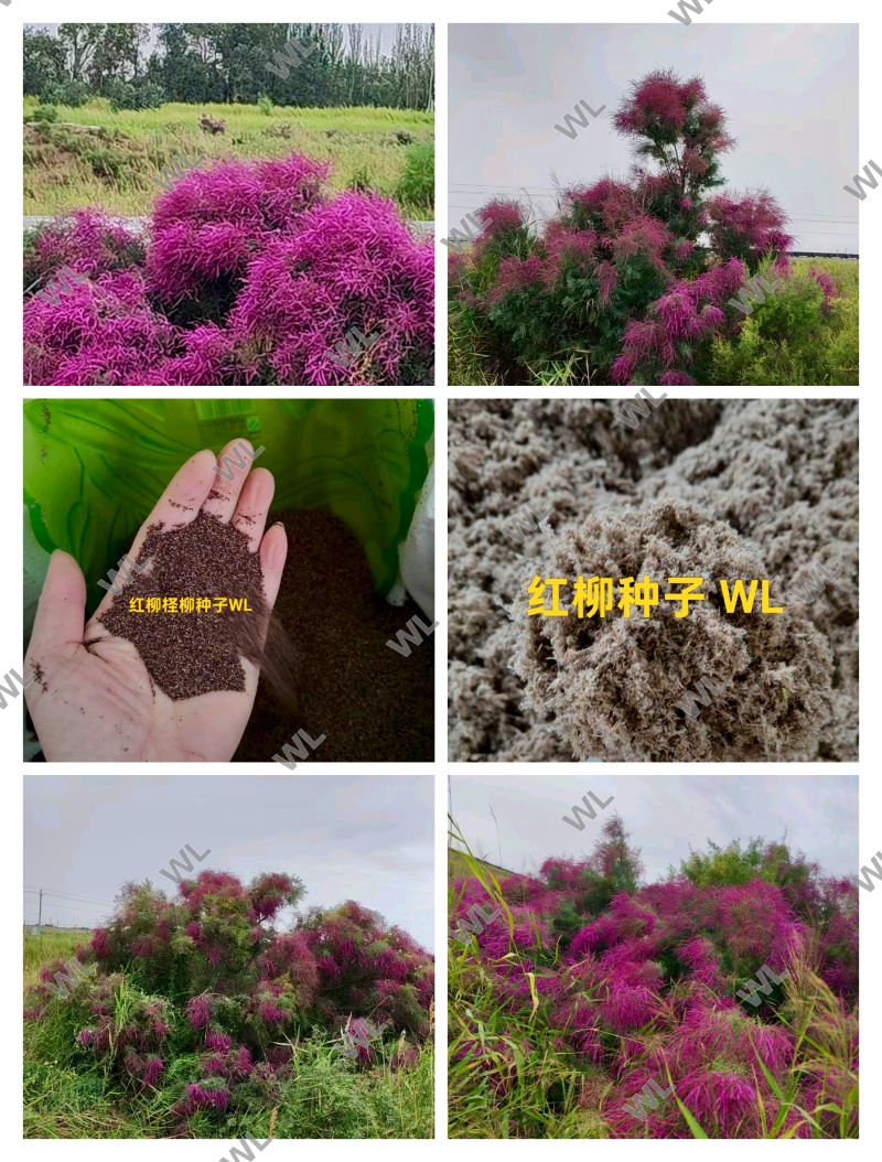 红柳种子