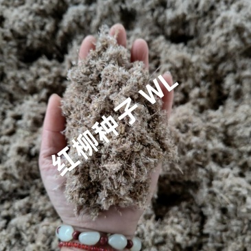 红柳种子