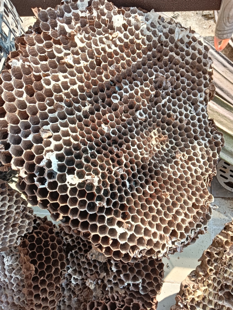 红娘金环虎头黑尾黄脚胡峰蜂巢