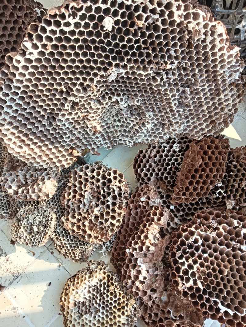 红娘金环虎头黑尾黄脚胡峰蜂巢