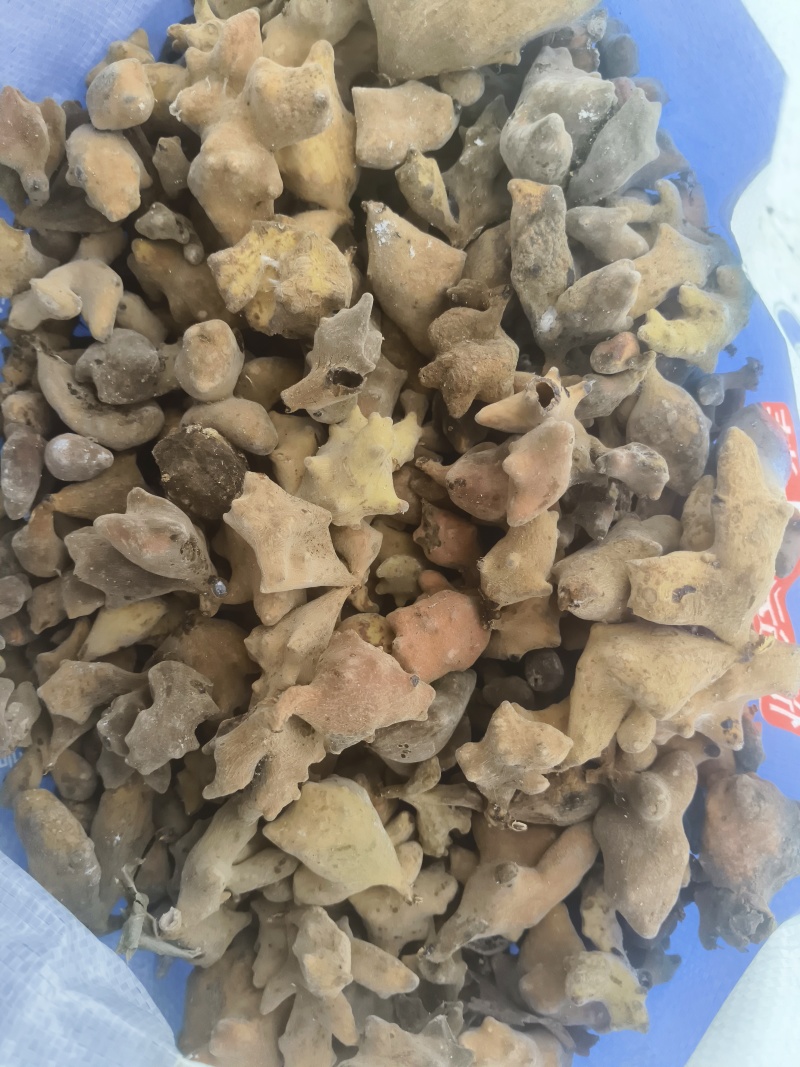 五倍子，高山天然生长，自然凉晒。