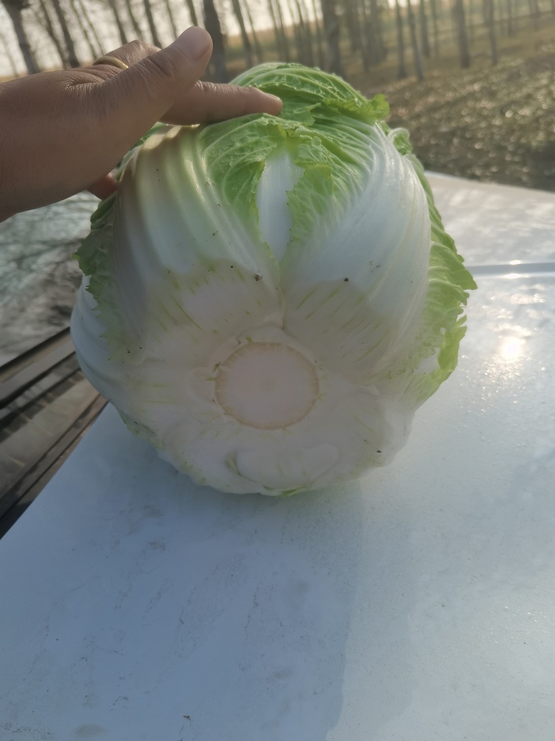 黄心白菜，黑龙大庆肇州县黄源头产地可对接一二及批发市场，
