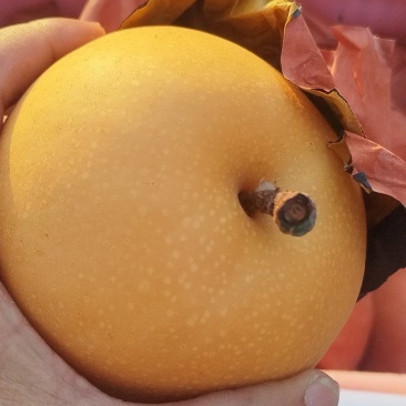 秋月梨大量上市了