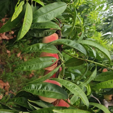 永莲蜜50亩马上开园，天气不好，拍出来不好看