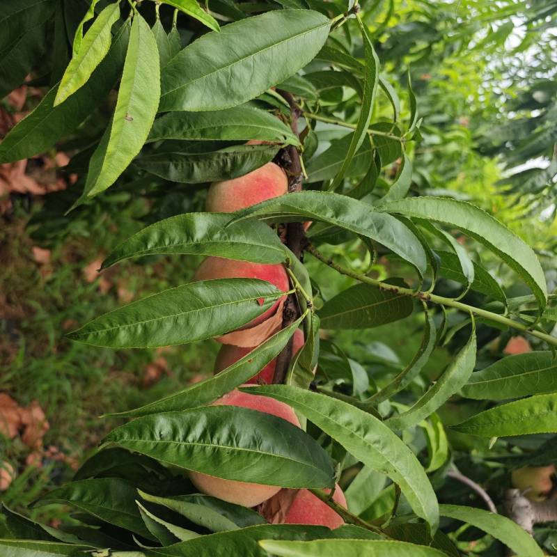 永莲蜜50亩马上开园，天气不好，拍出来不好看