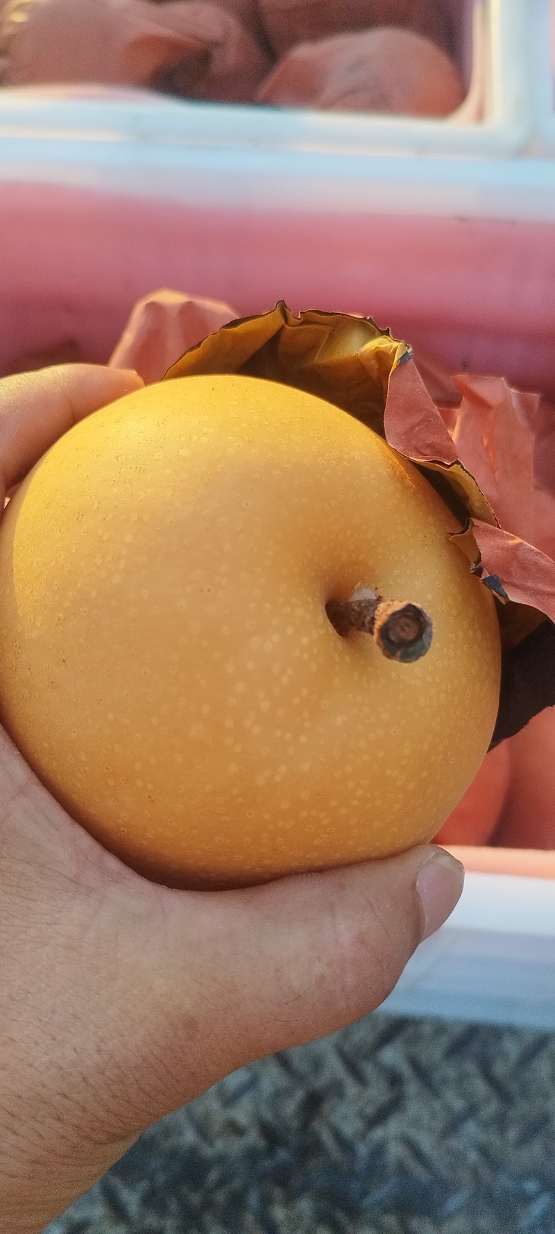 秋月梨大量上市了