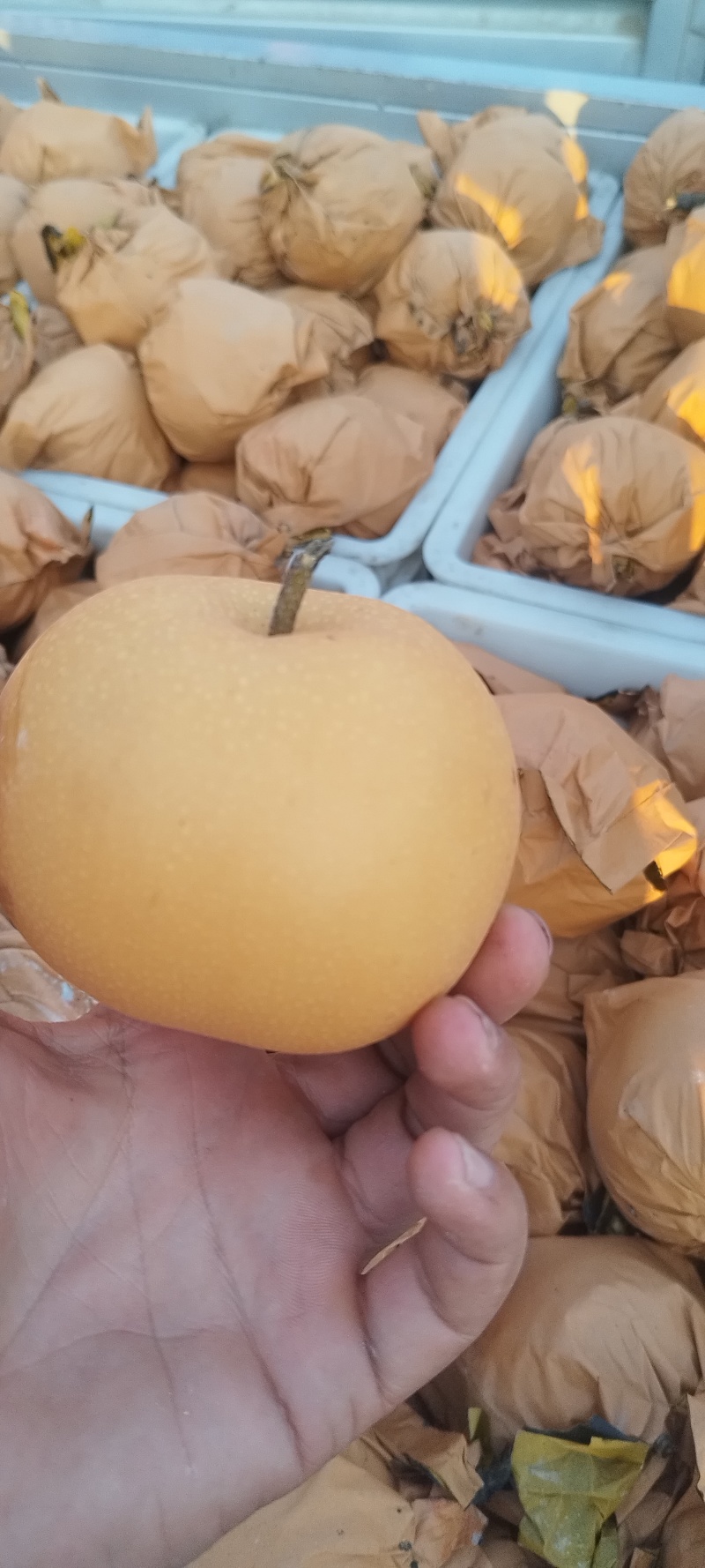 秋月梨大量上市了