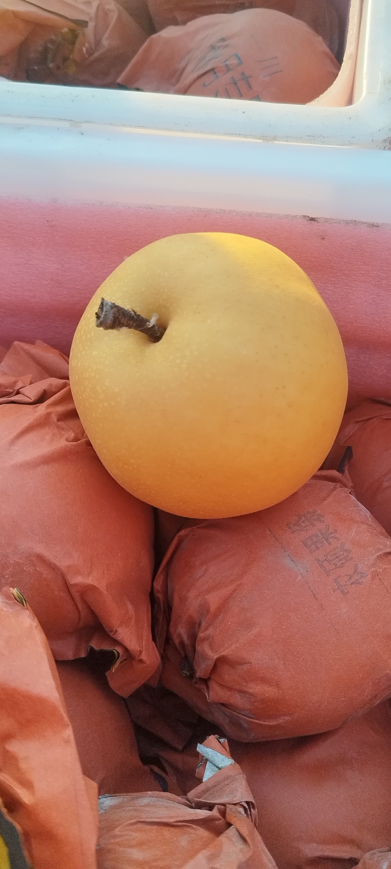 秋月梨大量上市了