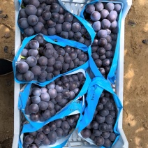 精品巨峰葡萄，全国发货，保质保量，对接电商商超，诚信经营