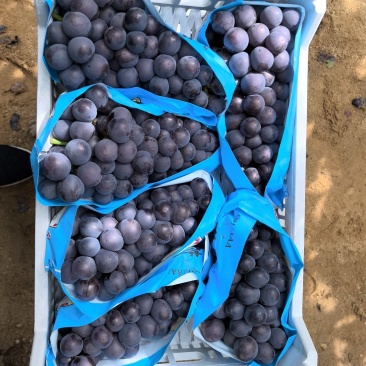 精品巨峰葡萄，全国发货，保质保量，对接电商商超，诚信经营