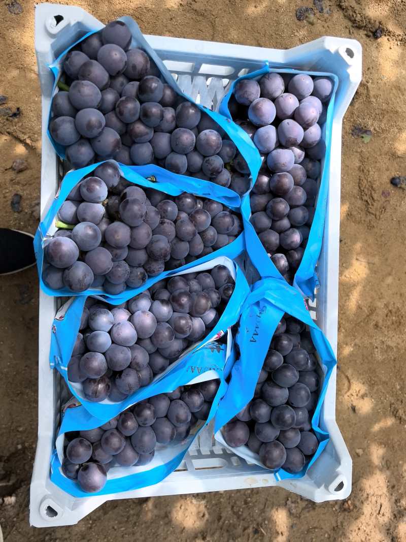 精品巨峰葡萄，全国发货，保质保量，对接电商商超，诚信经营