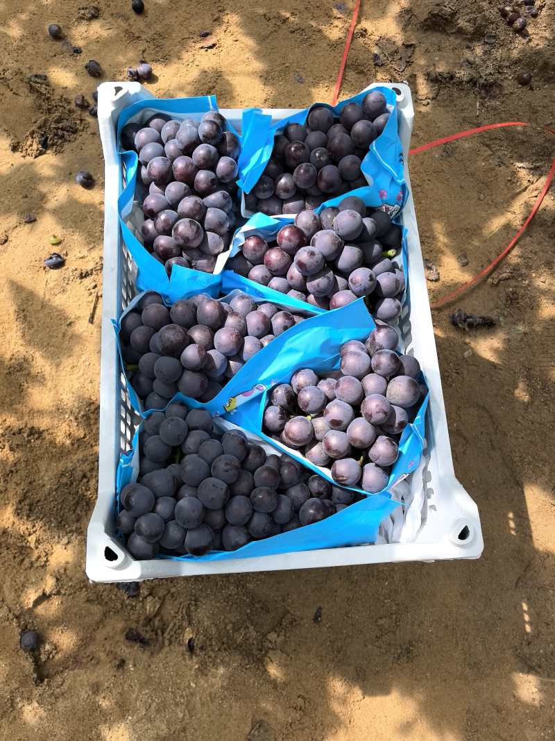 精品巨峰葡萄，全国发货，保质保量，对接电商商超，诚信经营