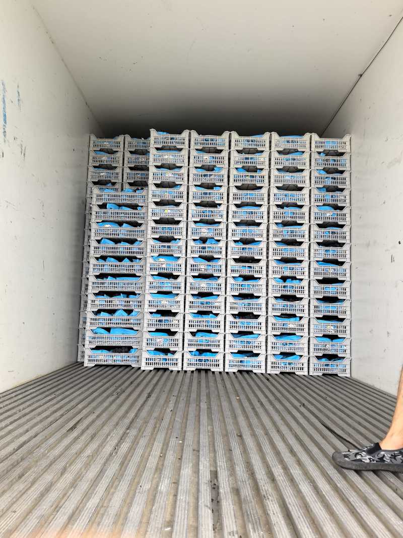 精品巨峰葡萄，全国发货，保质保量，对接电商商超，诚信经营