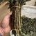 【包邮】云南铁皮石斛鲜精品货品质保证长期供应货源充足咨询