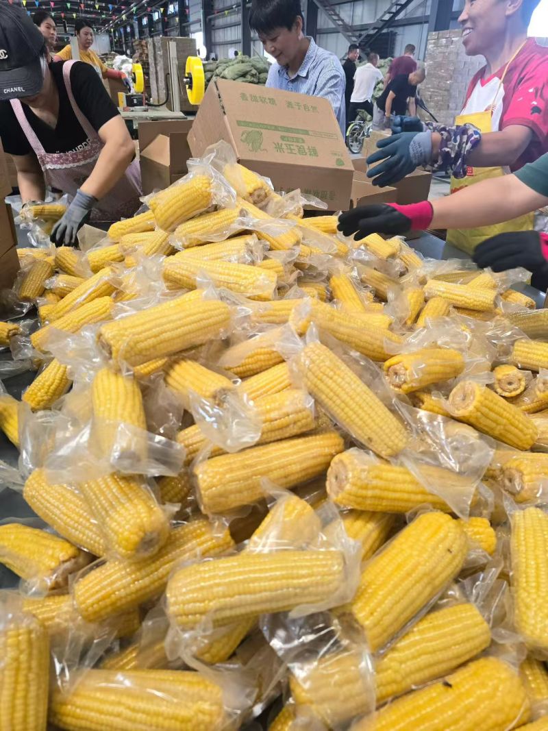 真空包装，新货东北黄糯玉米，支持电商一件代发