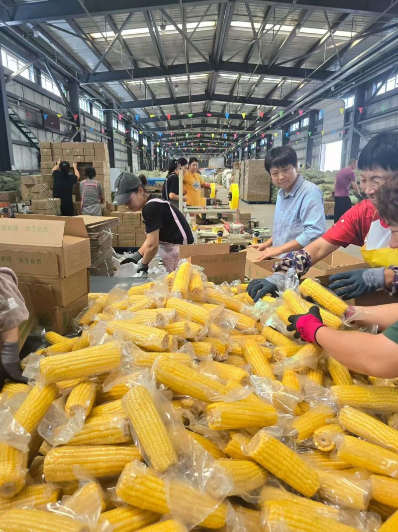 真空包装，新货东北黄糯玉米，支持电商一件代发