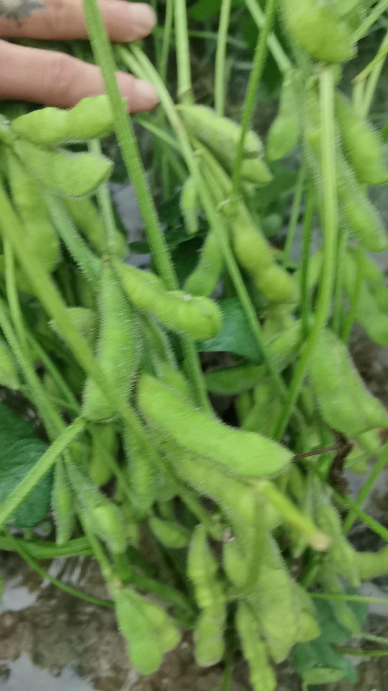 毛豆