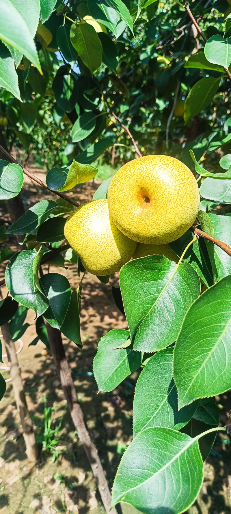 园艺场沙地酥梨