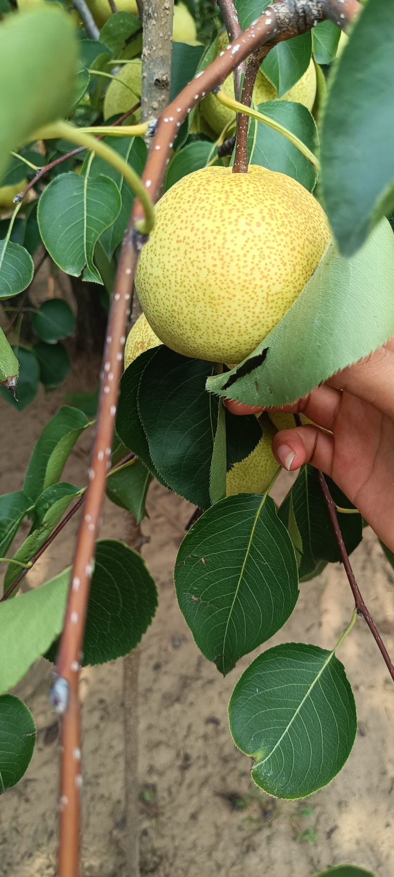 园艺场沙地酥梨